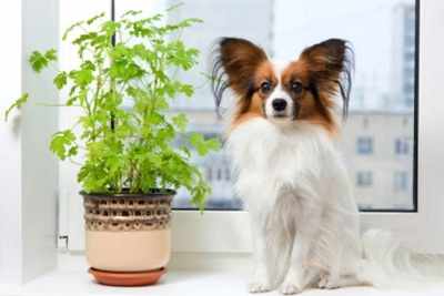 Your guide to pet friendly plants