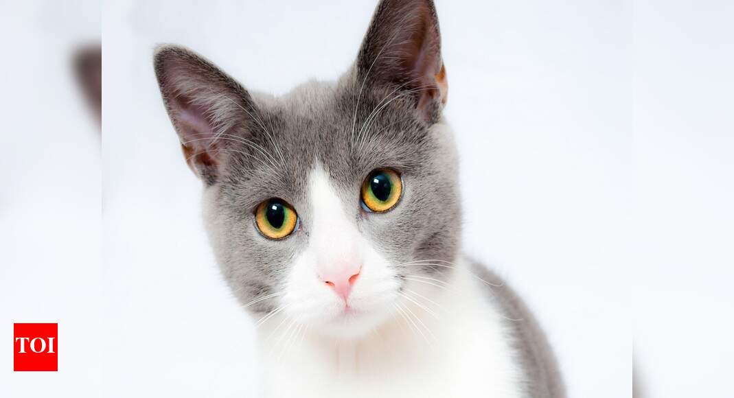 cat litter accessories