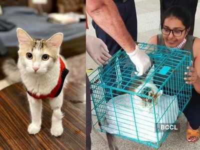 Cat that went missing at Delhi Airport reunited with family after four-day  search and rescue mission | Delhi News - Times of India