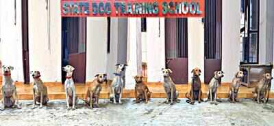 canine squad: Eleven dogs belonging to south Indian breeds are being trained as explosives detection canines at the State Dog Training School in Kerala Police Academy, Thrissur