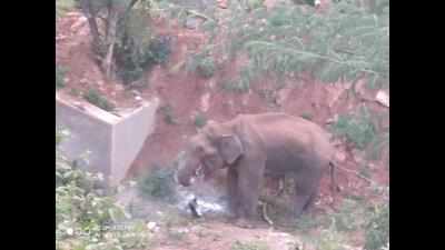Injured elephant ‘Bulldozer’ dies in Kerala forest