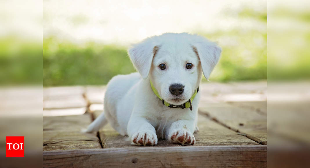 Ways to train your new puppy at home