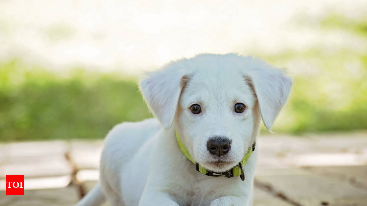 How to train labrador puppy sales in tamil