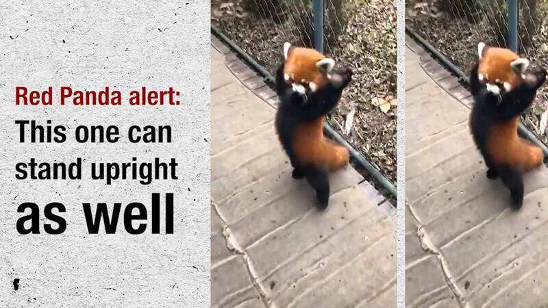 Red Panda alert: This one can stand upright as well