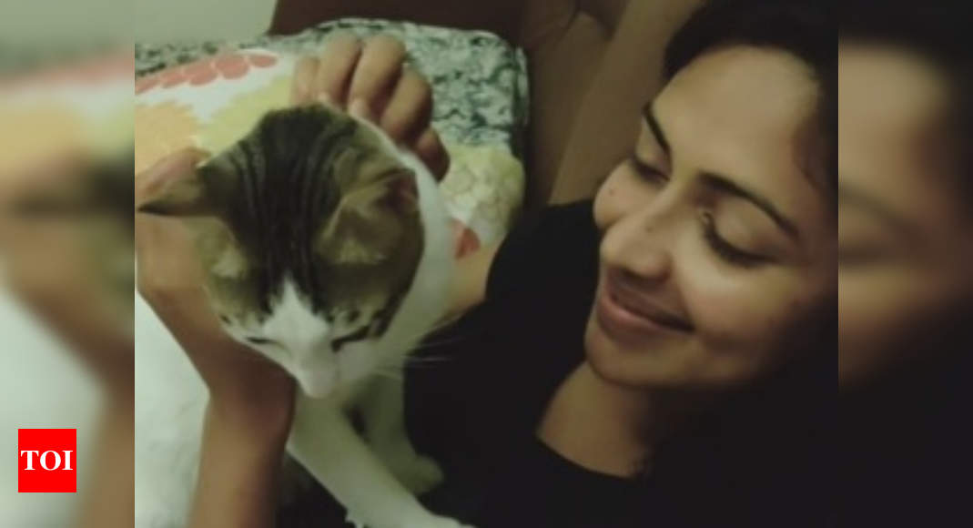 Amala Paul shares a cute video of her cats night time routine Tamil Movie News