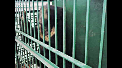 Bhopal: Van Vihar releases bear into wild after medical treatment