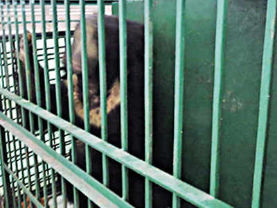 Bhopal: Van Vihar releases bear into wild after medical treatment ...