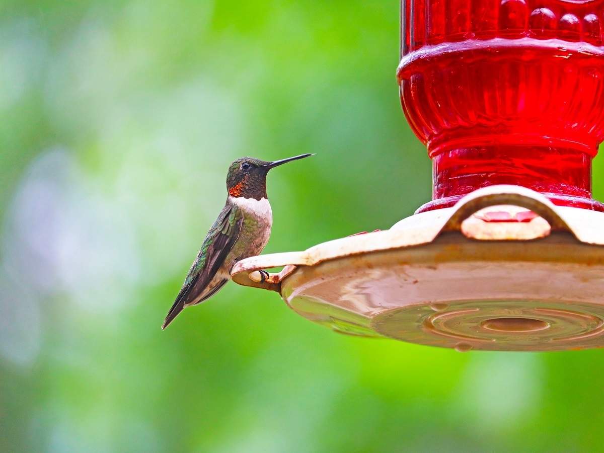 bird water bowl