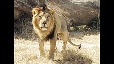 Rajasthan plans to introduce lions