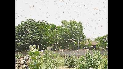 FAO rules out locust threat in Rajasthan for now