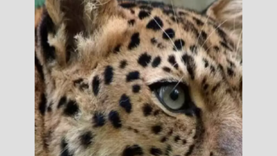 Leopard found dead near village in MP's Umaria district