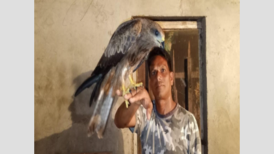 Mumbai: Indian kite rescued by activists near Panvel
