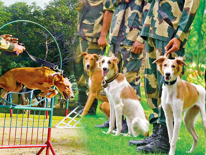 Low maintenance, can walk for miles Why dogs of Indian breeds are