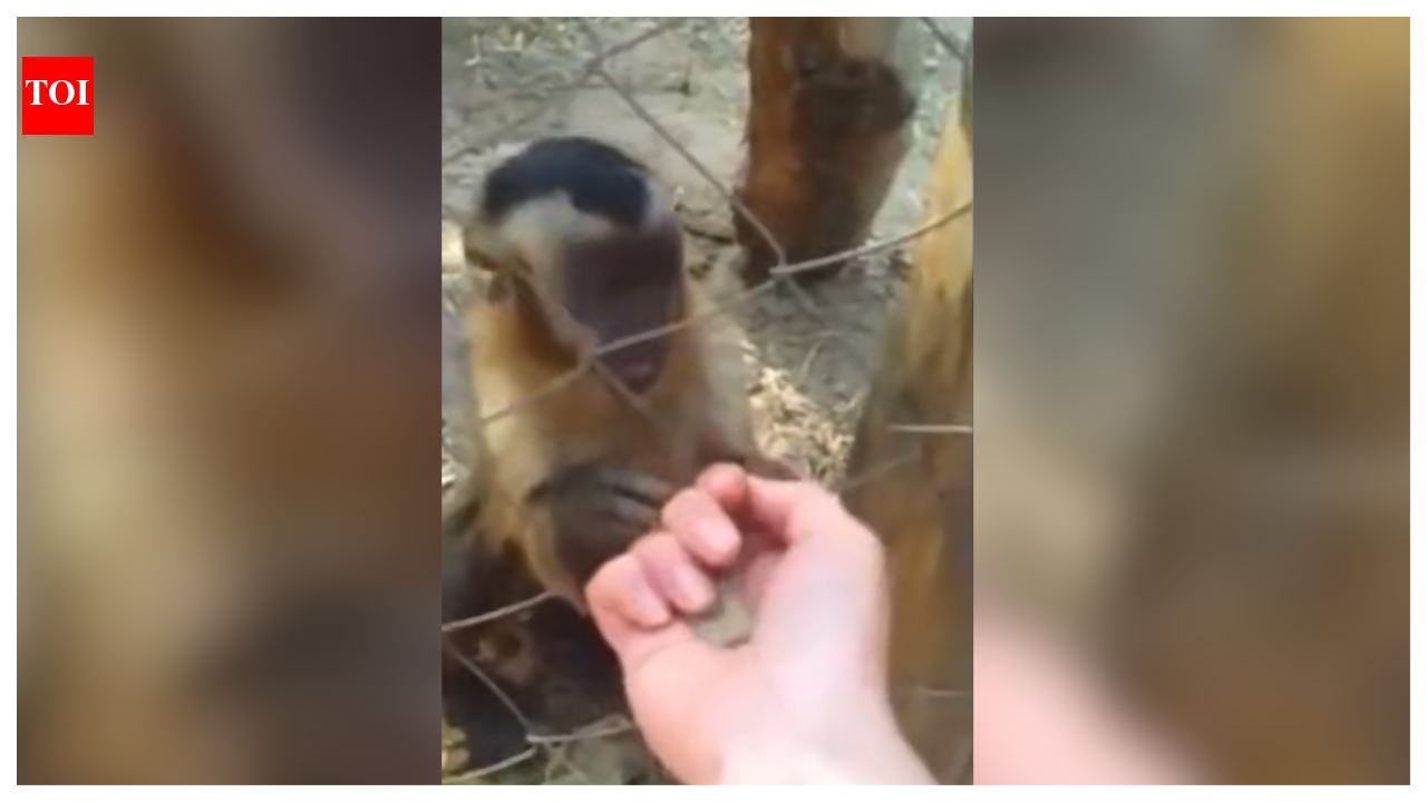 Watch: Capuchin teaches human its favourite game