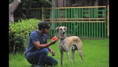 How to take care of desi breeds