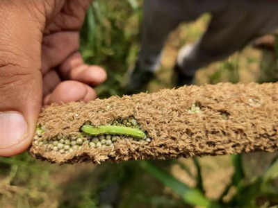 Agra: Fall Armyworms attack bajra crop, agriculture department sounds alert