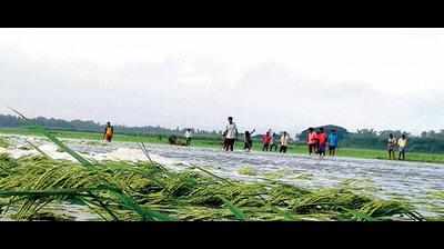 Heavy rains wreak havoc on crops in Amreli