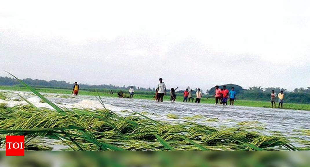 Heavy Rains Wreak Havoc On Crops In Amreli | Rajkot News - Times Of India