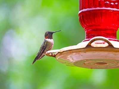 Bird Water Feeders & Bowls That Are Apt For Balconies, Cages, Gardens 