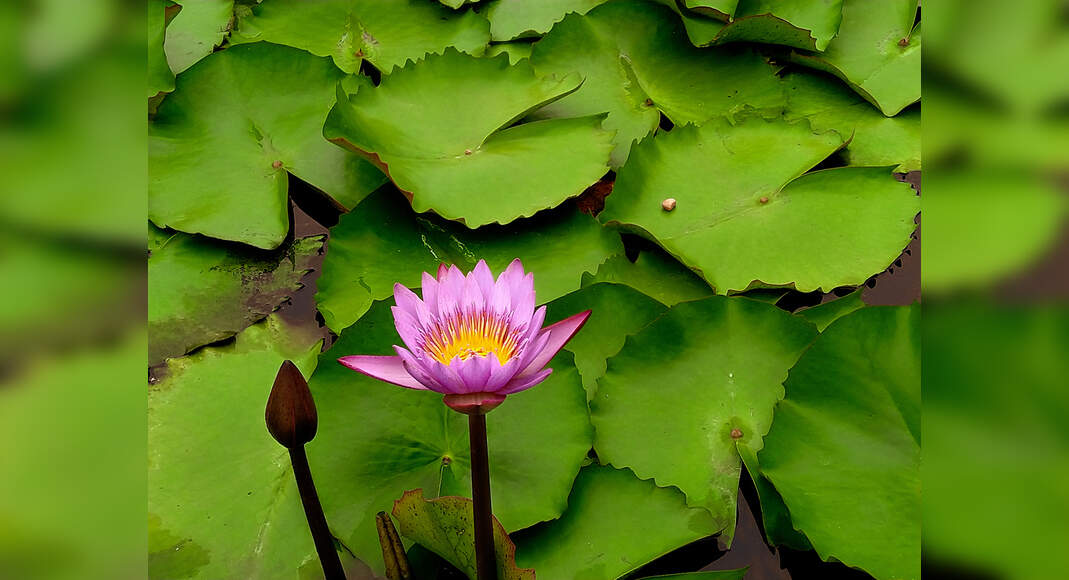 Kerala to host pink water lilies efestival Times of India Travel