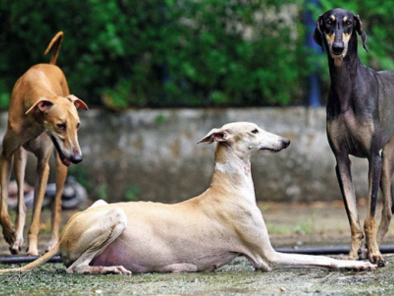 After PM's 'Mann ki Baat', queries pour in for Tamil Nadu hounds ...