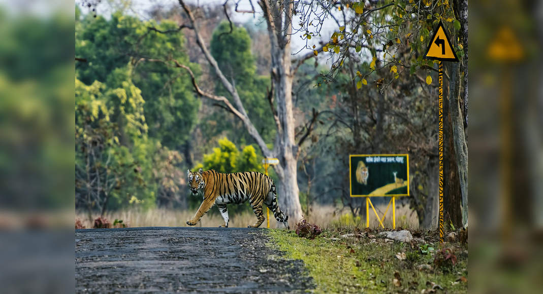 The big animals to spot at Tadoba Andhari Tiger Reserve in Maharashtra |  Times of India Travel