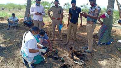 Tamil Nadu: 28 peafowls found dead under mysterious circumstance in Tuticorin