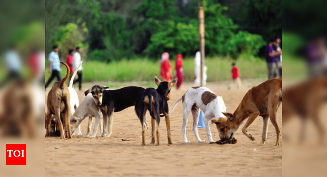 Goa Dog survey in coastal areas as part of plan to address stray