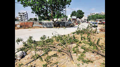 Gurugram: 50 trees felled in green belt for illegal road