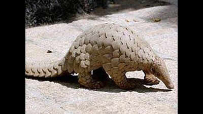 TN, AP poachers hunt for pangolins in Karnataka; scales used in ...