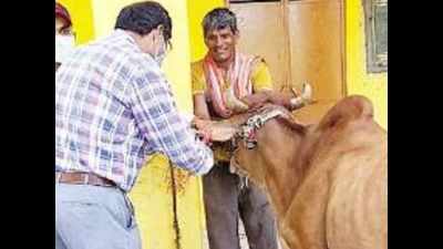 16.68 lakh animals to be vaccinated for FMD control in Udaipur dist