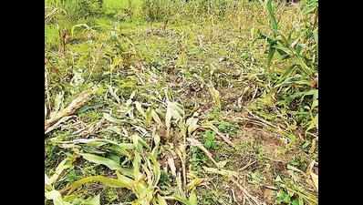 Elephants on the move in Uttara Kannada destroy crops