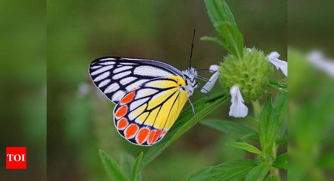 Three Ap Species In Race To Become National Butterfly Amaravati News Times Of India