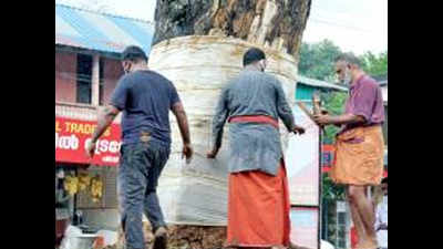 In Kerala village, landmark tree gets ayurveda treatment