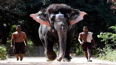 ‘Aadhaar’ for elephants: Genetic mapping of over 2700 captive jumbos to be done across country