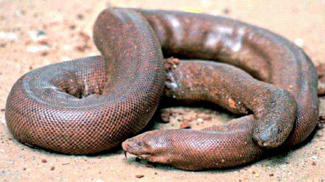 Gujarat: Superstition drives demand for sand boas