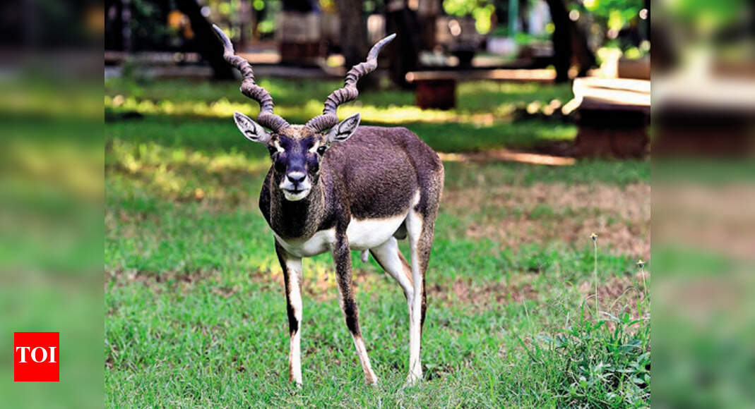 Satellite population of blackbuck recorded in Gujarat's Dhrangadhra