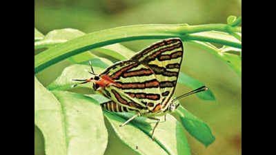 Chasing butterflies: Week-long census ends, 71 species spotted