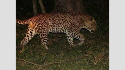 7-yr-old mauled to death by leopard in Almora forests