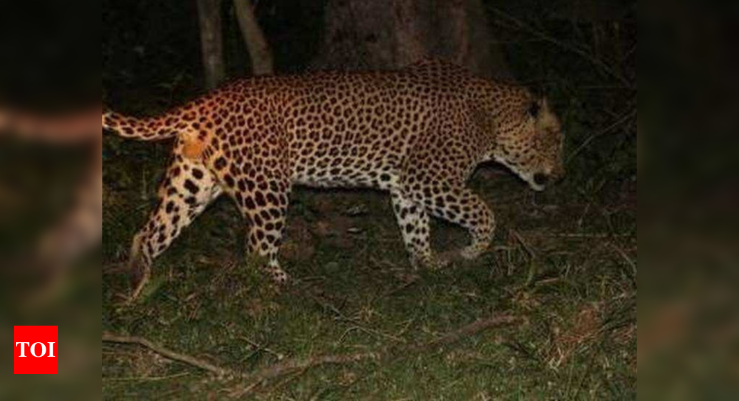 7-yr-old mauled to death by leopard in Almora forests | Dehradun News ...