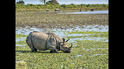 Poaching for horns major challenge faced by rhinos in Assam, says forest minister Parimal Suklabaidya