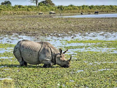 Poaching for horns major challenge faced by rhinos in Assam, says ...