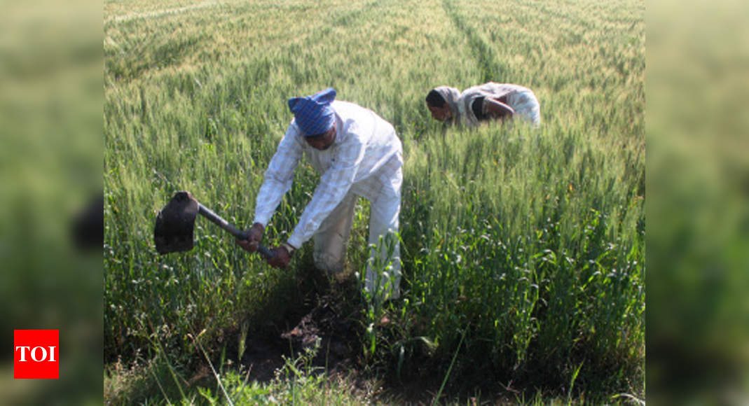 Wheat MSP raised by Rs 50 to Rs 1,975 per quintal