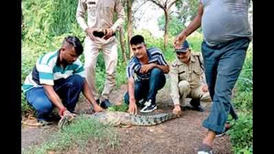 Crocodile rescued from jail premises