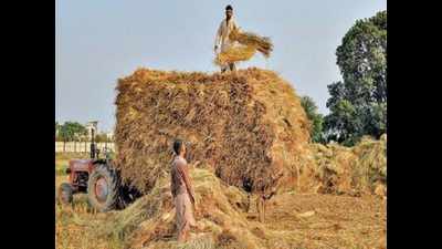 Punjab and Haryana arhtiyas see agitation against agriculture bills as fight for survival