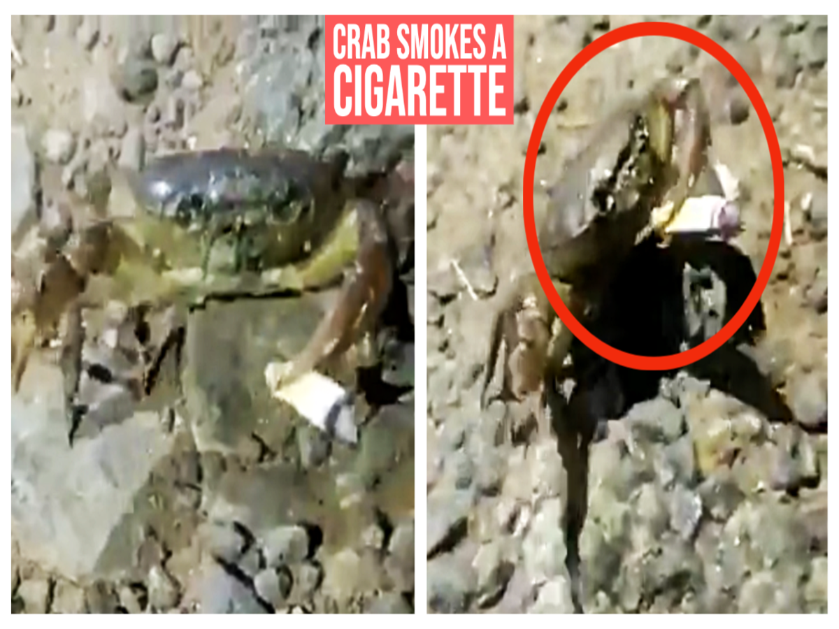 can crabs smoke cigarettes Harmful: When a crab smoked a cigarette | Amazing But True
