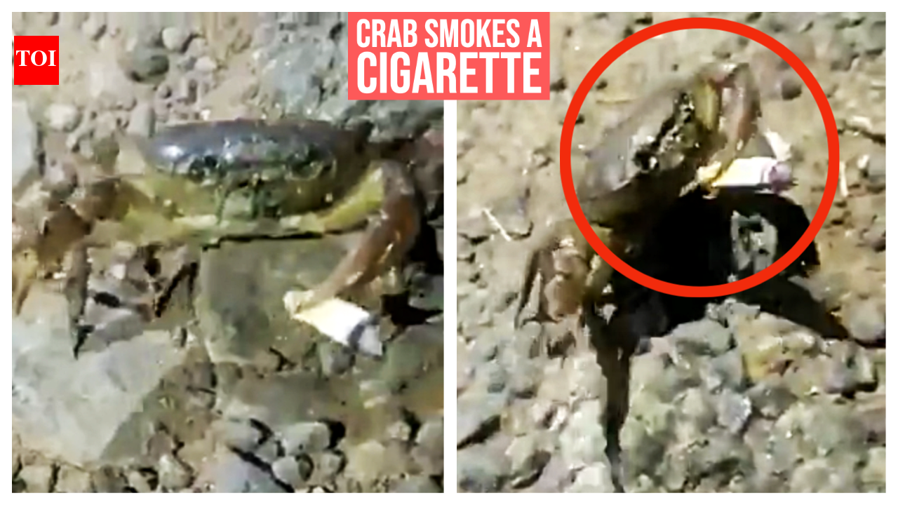 Harmful: When a crab smoked a cigarette