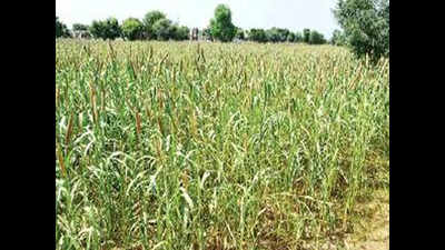 Rajasthan farmers divided over agriculture bill