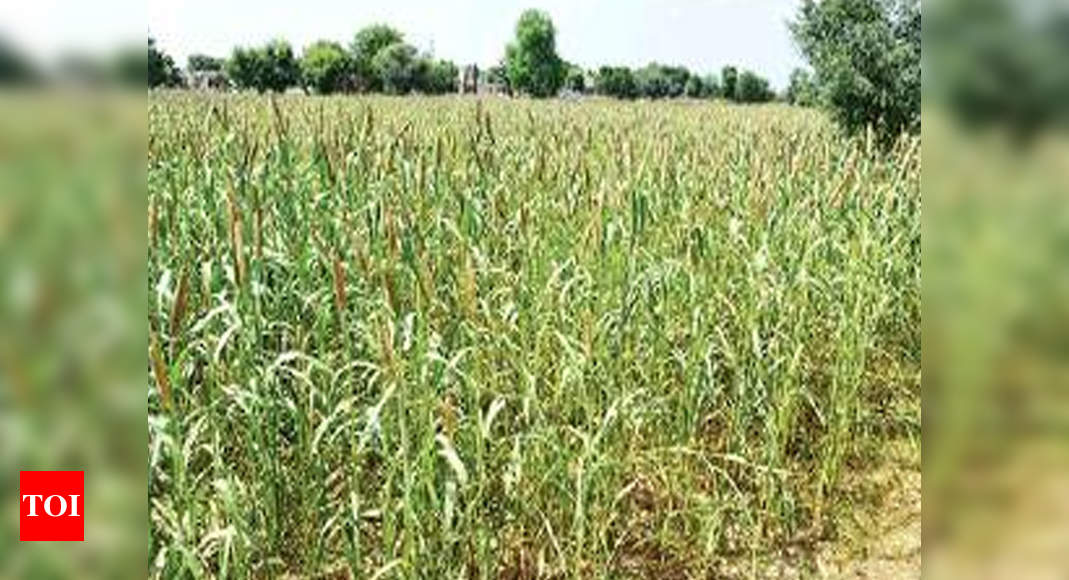 Rajasthan farmers divided over agriculture bill | Jaipur News - Times ...