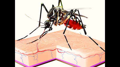 Dengue in Covid season: 29 cases in Gurugram in 2 months
